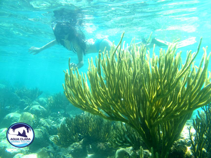 1 tulum snorkeling adventure in cenote and reef Tulum: Snorkeling Adventure in Cenote and Reef