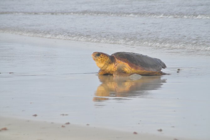 Turtle Experience in Cape Verde