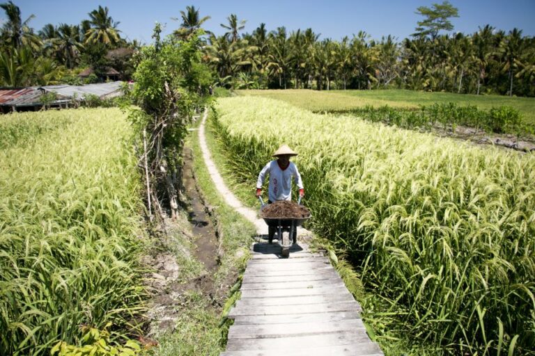 Ubud: 3-Hour Walking Tour With Lunch