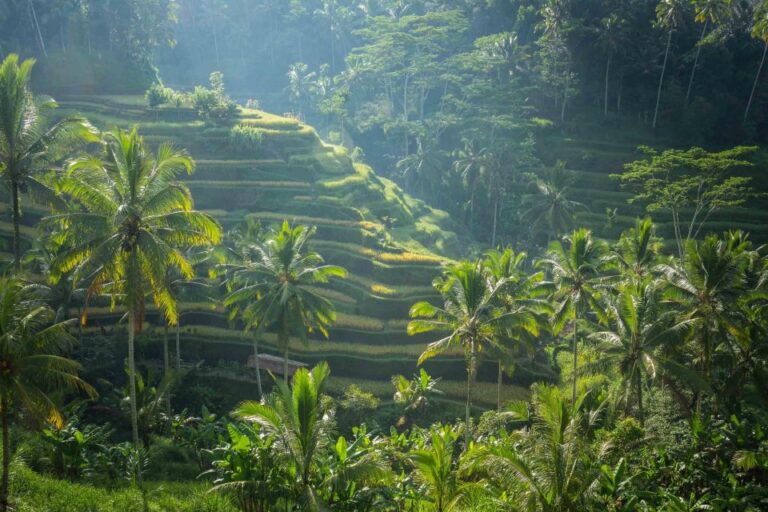 Ubud Bali: Highlight Private Tour With Hotel Transfer