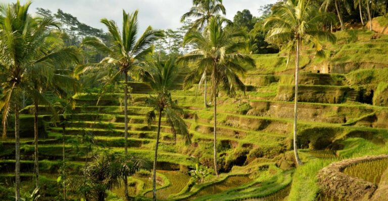 Ubud Tours All In : Monkey Forest, Tegalalang, Tirta Empul