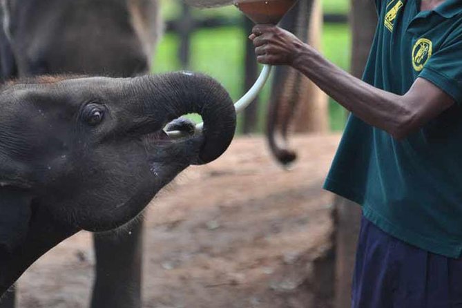 Udawalawe National Park Safari With Elephant Transit Home Visit