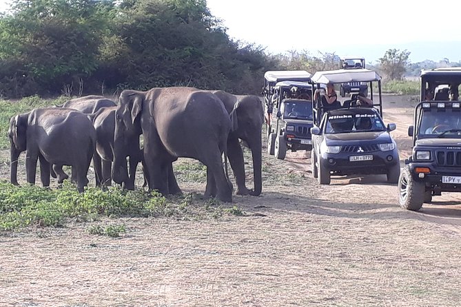 Udawalawe Safari Day Tour From Kandy