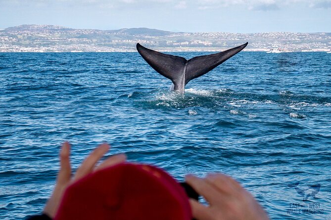 Ultimate Whale and Dolphin Watching in Newport Beach, 6 Person Maximum