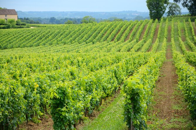 1 unesco heritage and wine delights private tour from UNESCO Heritage and Wine Delights Private Tour From Bordeaux