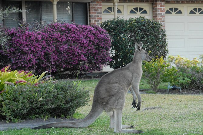 Urban Kangaroos