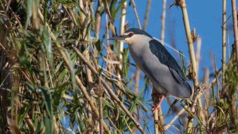 Valada Do Ribatejo: Tejo River Birdwatching Experience