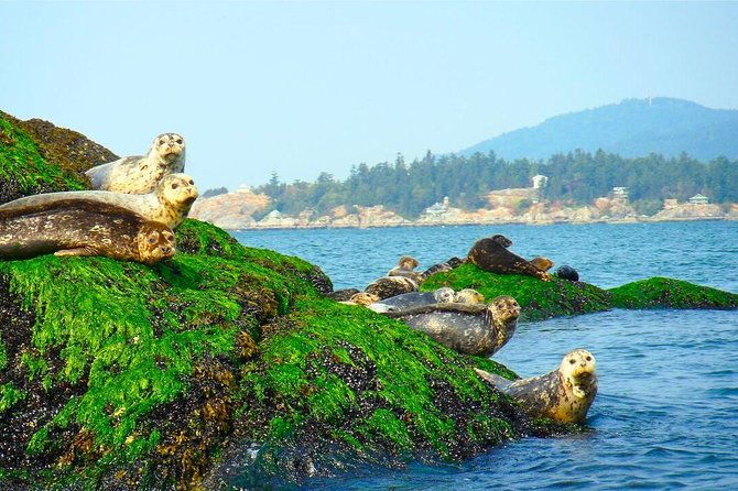 Vancouver City and Seals Scenic Boat Tour by Vancouver Water Adventures