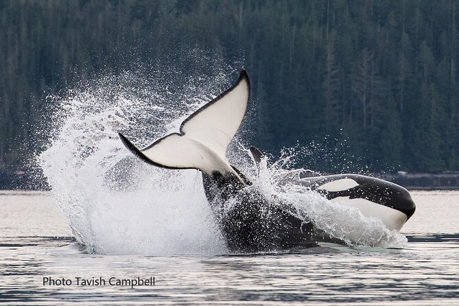 Vancouver Island Whales, Wildlife and Culture