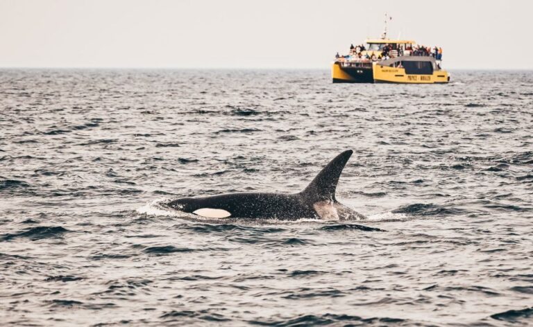 Vancouver Whale Watching Safari