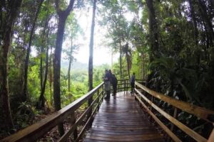 Veragua Rainforest Walk, Tram & Tortuguero Boat Tour. Limon Shore Excursion