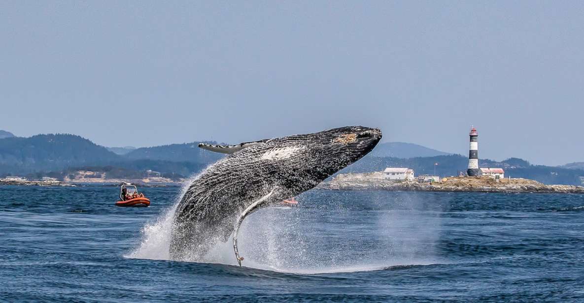 1 victoria 3 hour zodiac whale watching tour Victoria: 3-Hour Zodiac Whale-Watching Tour