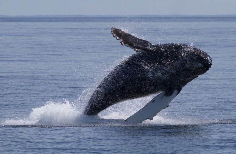 Victoria, BC: 3-Hour Ultimate Whale & Marine Wildlife Tour