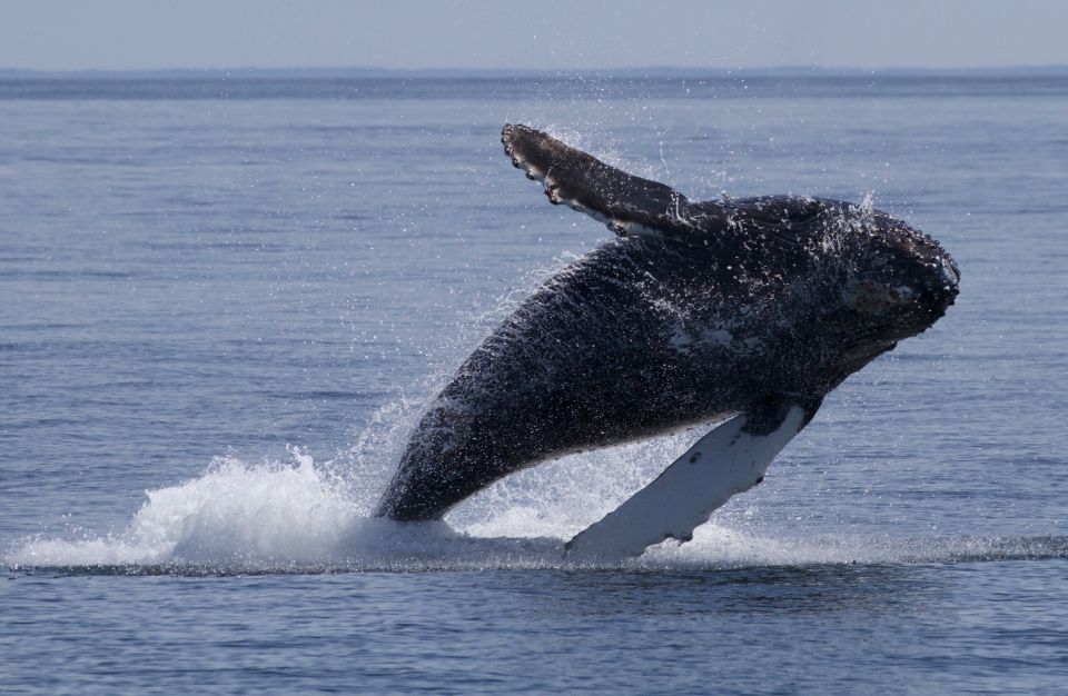 1 victoria bc 3 hour ultimate whale marine wildlife tour Victoria, BC: 3-Hour Ultimate Whale & Marine Wildlife Tour