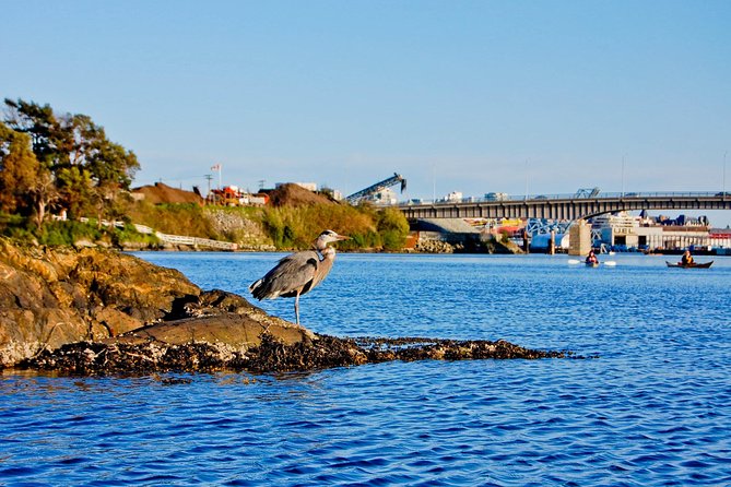 Victoria Harbour Kayak Tour