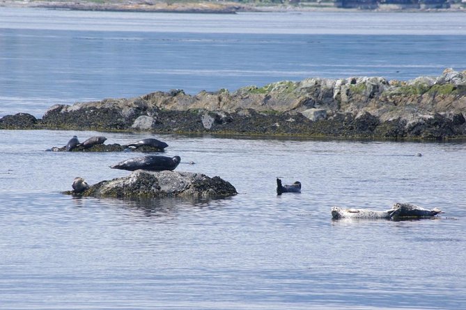 Victoria Shore Excursion: Whale-Watching Cruise With Expert Naturalist Guides