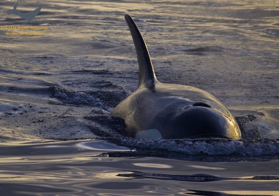 1 victoria sunset whale watching tour Victoria: Sunset Whale Watching Tour