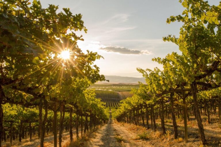 Victoria: Victoria Full Day Guided Wine Tour