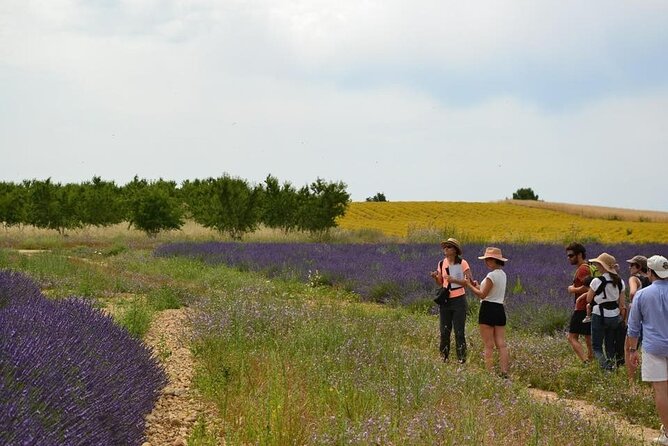 Visit a Lavender Fields Farm and Enjoy a Yoga Class in Provence