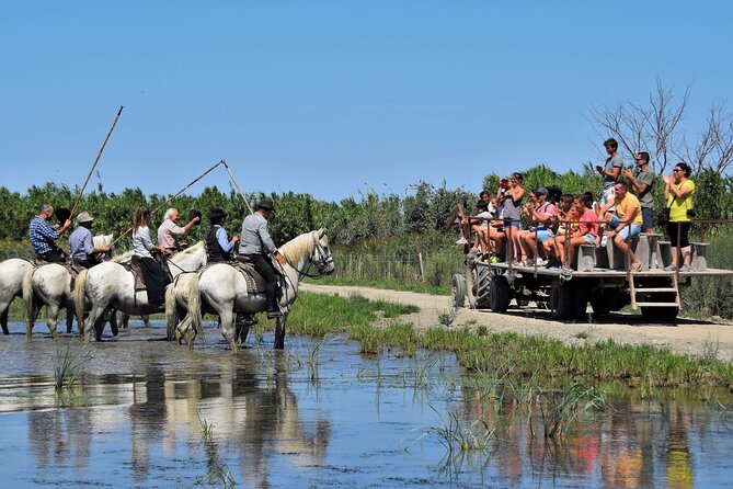 Visit and Discovery in the Heart of the Camargue