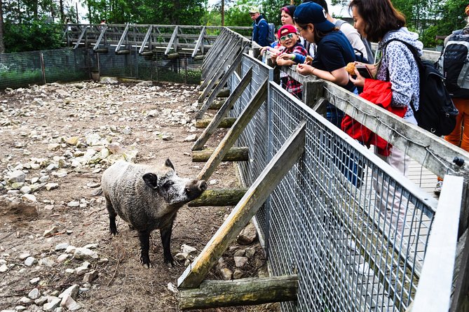 1 visit ranua arctic wildlife park Visit Ranua Arctic Wildlife Park