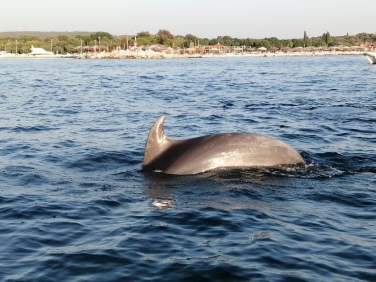 Vrsar: Dolphin Sunset Adventure With Speedboat