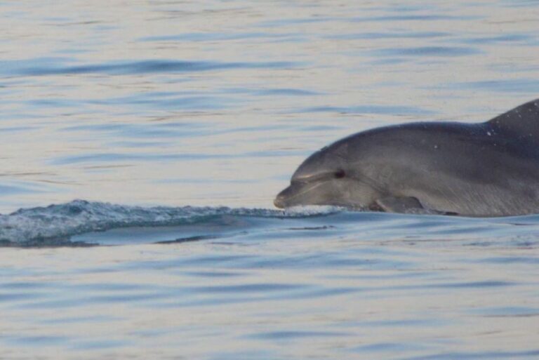 Vrsar: Dolphin Watching Boat Tour Including Drinks