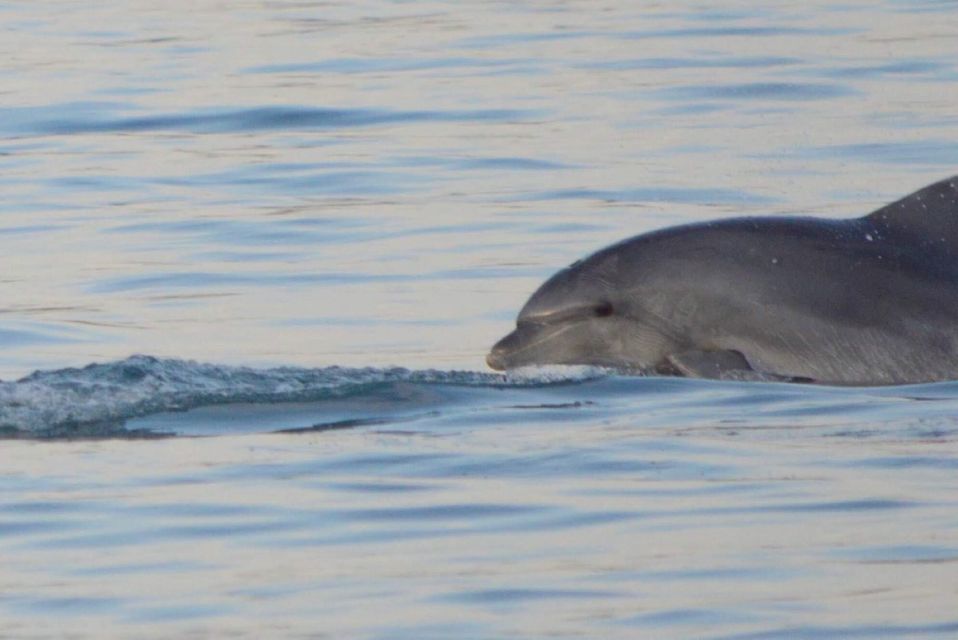 1 vrsar dolphin watching boat tour including drinks 2 Vrsar: Dolphin Watching Boat Tour Including Drinks