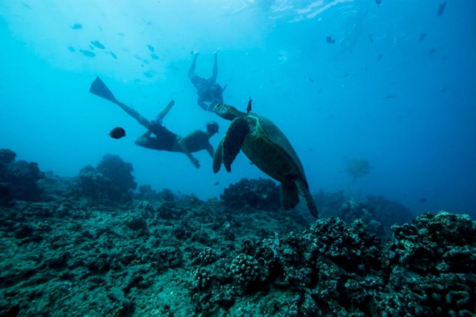 Waikiki: Snorkel Tour With Hawaiian Green Sea Turtles - Experience Highlights