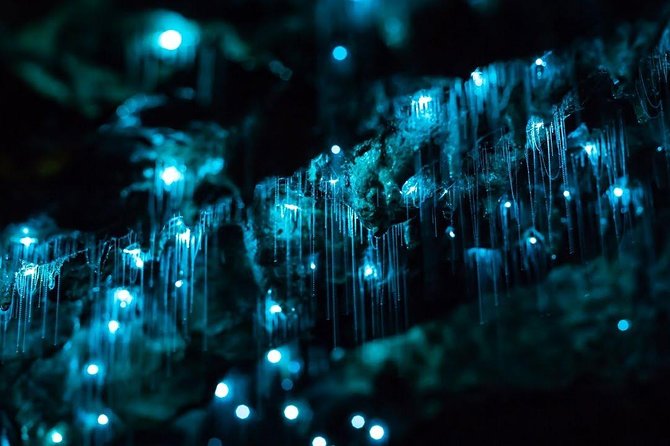 Waitomo Caves Private Tour From Auckland
