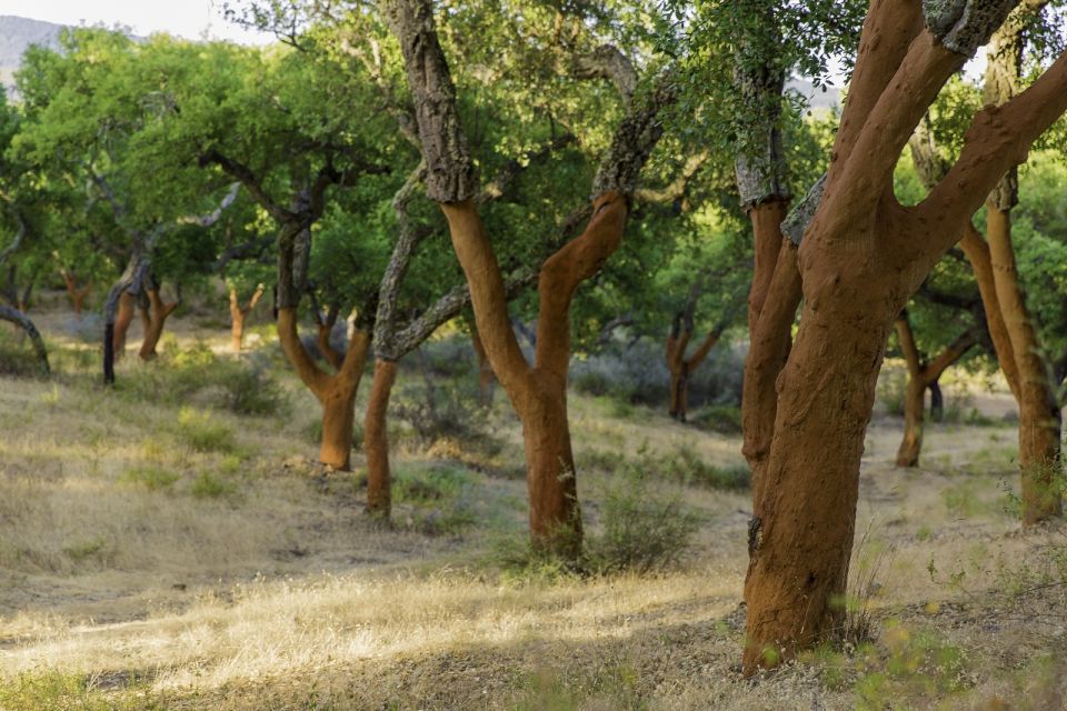 1 walk on the alentejo cork forest with optional lunch Walk on the Alentejo Cork Forest With Optional Lunch