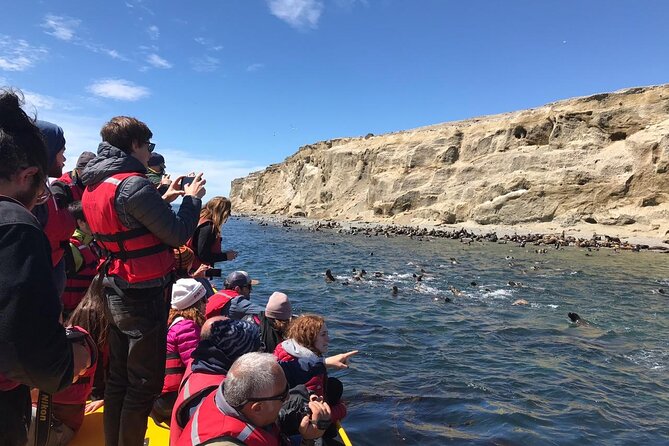 Walk With Thousands of Penguins on Isla Magdalena and Sail Around Isla Marta