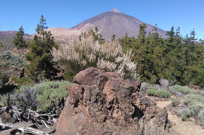 Walking on the Moon Around the Volcano Teide in Tenerife - Operator Information
