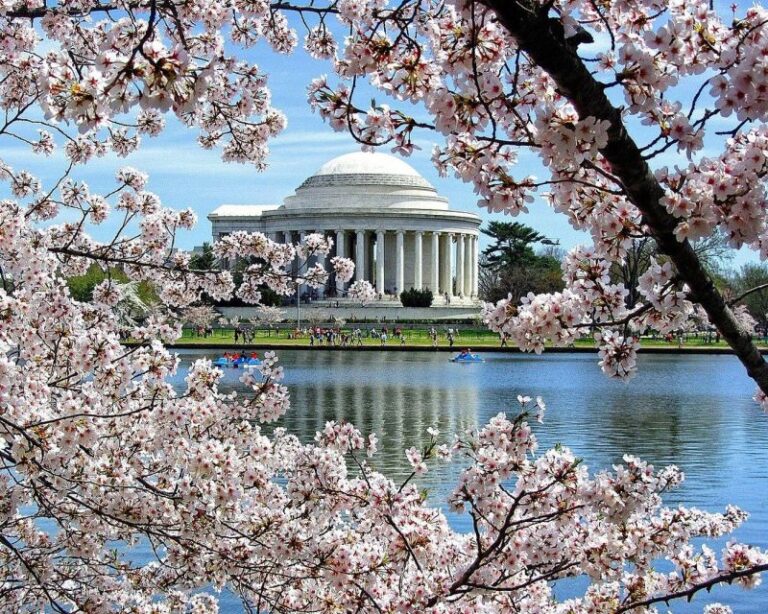 Washington DC : Cherry Blossom Walking Tour