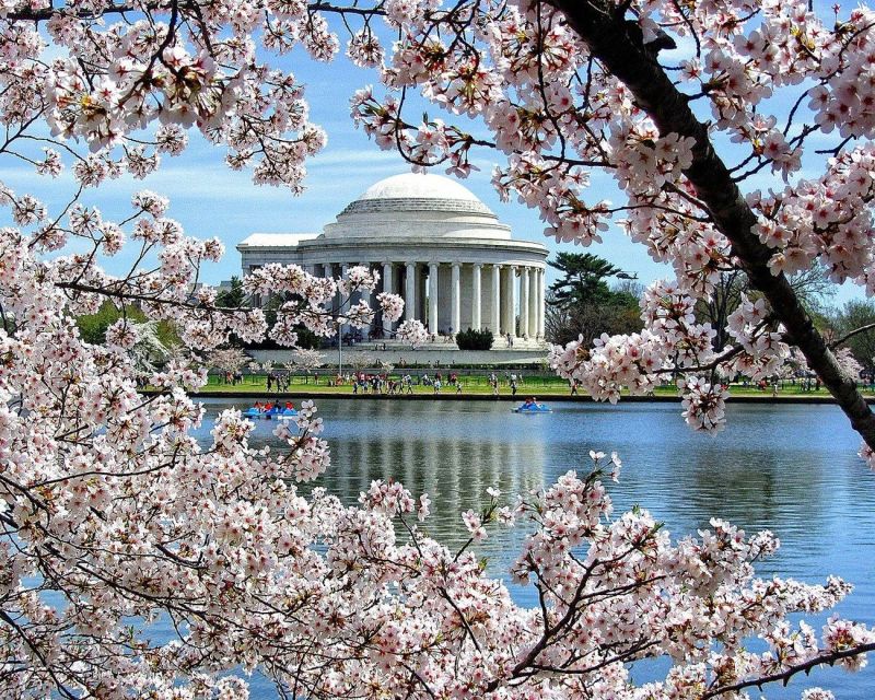 1 washington dc cherry blossom walking tour Washington DC : Cherry Blossom Walking Tour