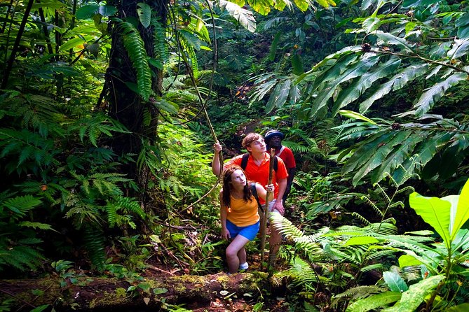 Waterfall Hike, Rainforest, Chocolate Tour, Historical, Private