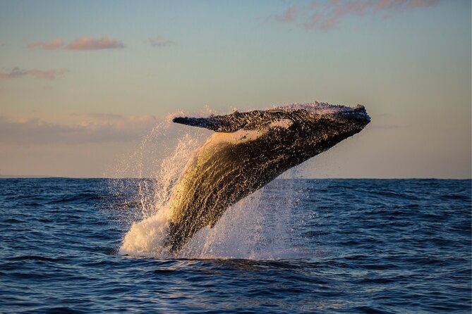 West Oahu Whale Watching & Sunset Cruise