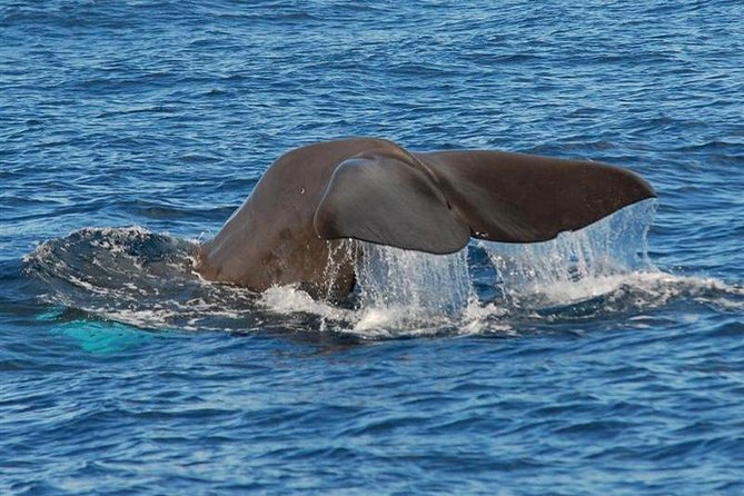 Whale and Dolphin Watching in Calheta, Madeira Island