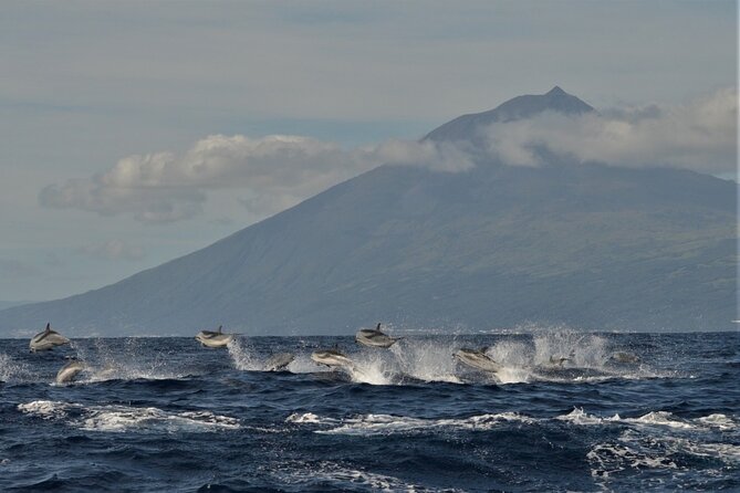 Whale and Dolphin Watching in Pico Island – Half Day