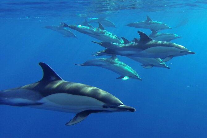 1 whale and dolphin watching tour from funchal Whale and Dolphin Watching Tour From Funchal