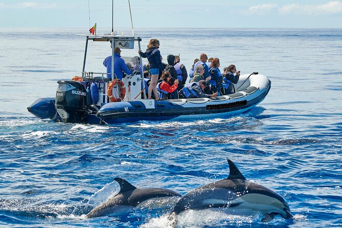 Whale and Dolphin Watching Tour on Pico Island