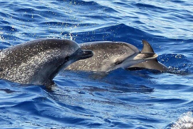 1 whale dolphin watching in madeira Whale & Dolphin Watching in Madeira