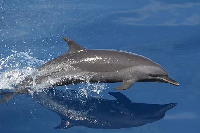 Whale & Dolphin Watching in Tenerife (Puerto Colon) On a Large Catamaran