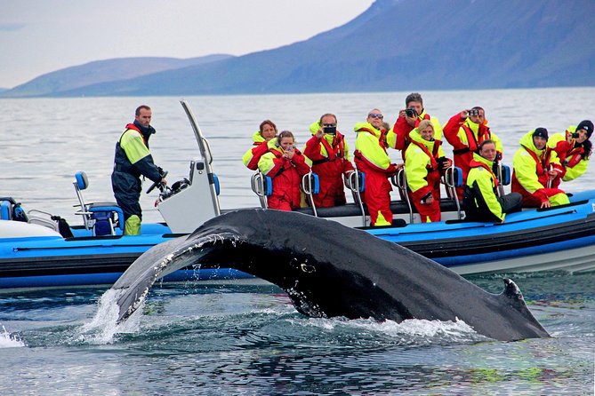 Whale Safari and Puffins RIB Boat Tour From Húsavík
