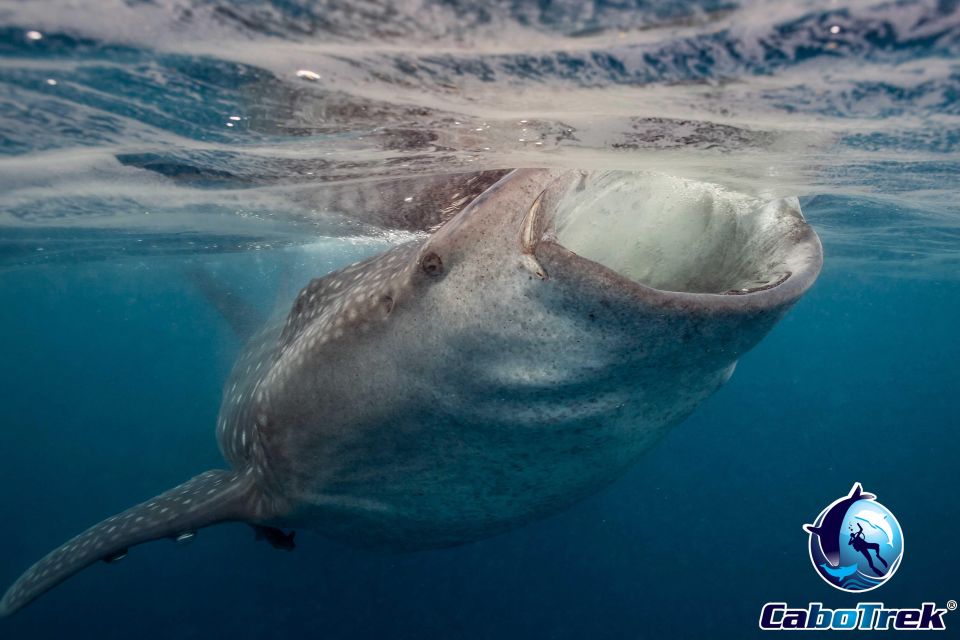 1 whale shark Whale Shark Experience