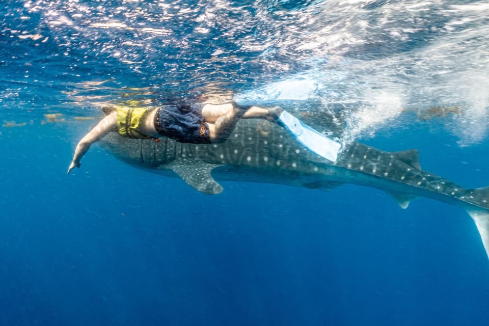 1 whale shark snorkeling tour Whale Shark Snorkeling Tour