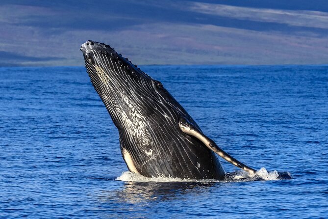 Whale Watch Adventure Aboard Mauis Only Luxury Super Raft