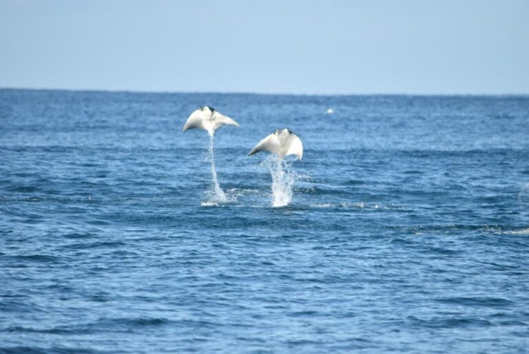 Whale Watch Cabo: Group Whale Watching Tour – FREE Photos