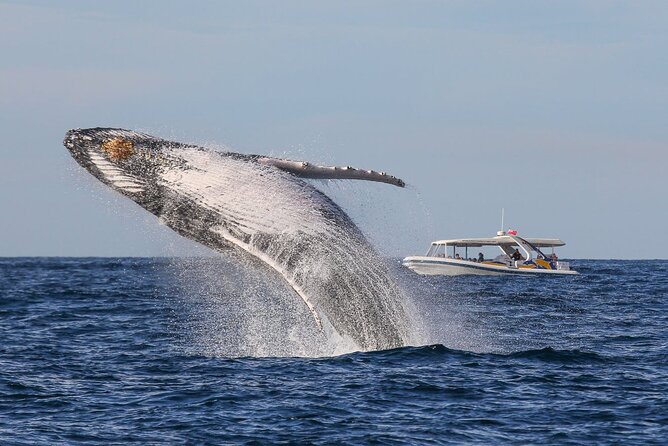 1 whale watching 2 hour adventure cruise Whale Watching 2 Hour Adventure Cruise