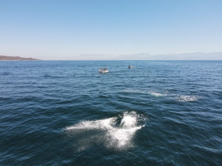 Whale Watching Adventures: Get Up Close and Personal
